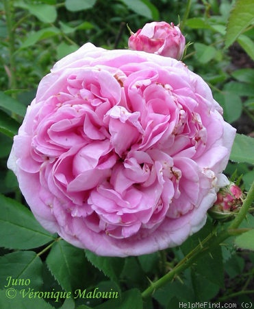 'Juno (centifolia, Bell before 1820)' rose photo
