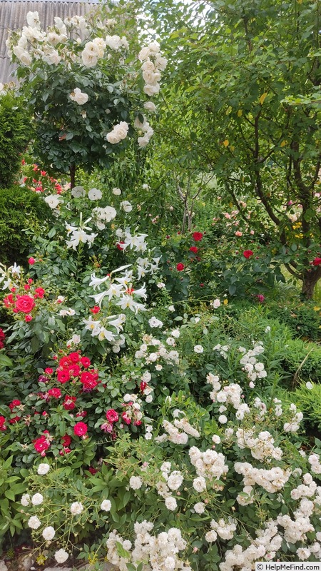 'Little White Pet (Polyantha, Henderson 1879)' rose photo