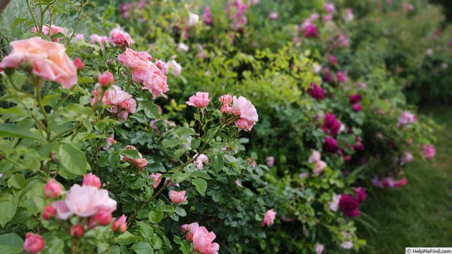 'Marie Curie ® (floribunda, Meilland 1997)' rose photo