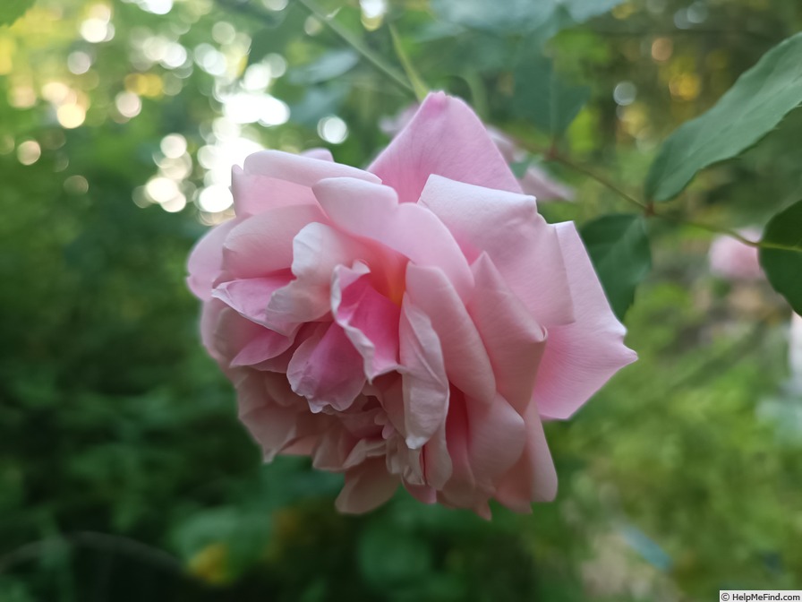 'Elie Beauvillain' rose photo