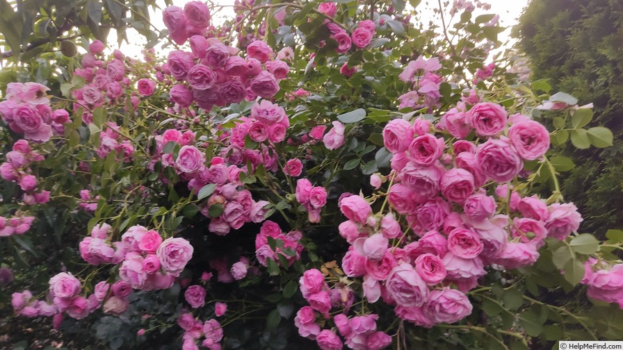 'Pomponella ® (floribunda, Kordes 2005)' rose photo