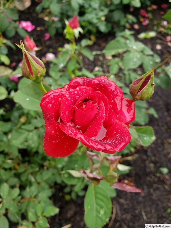 'Syracuse' rose photo