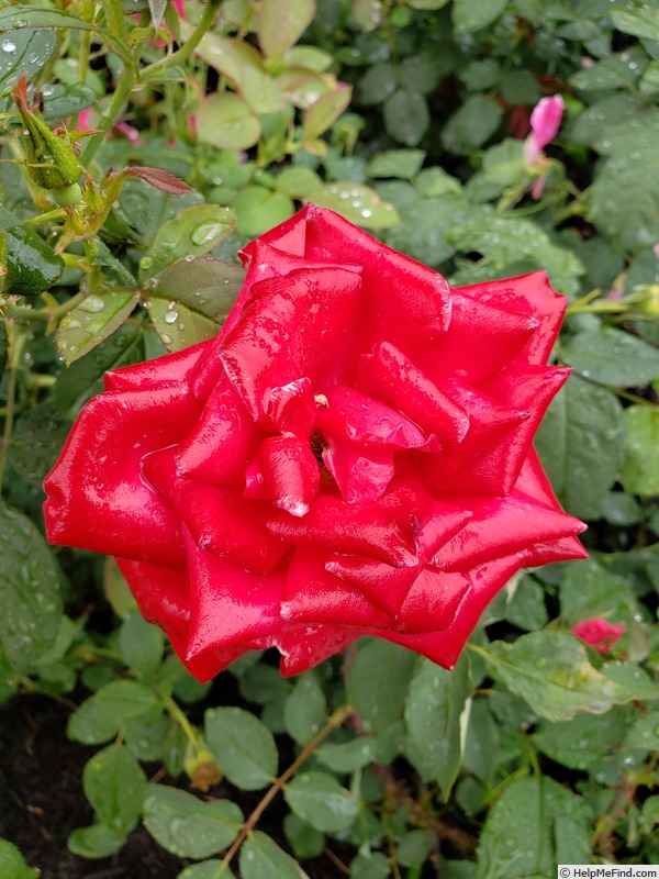 'Syracuse' rose photo