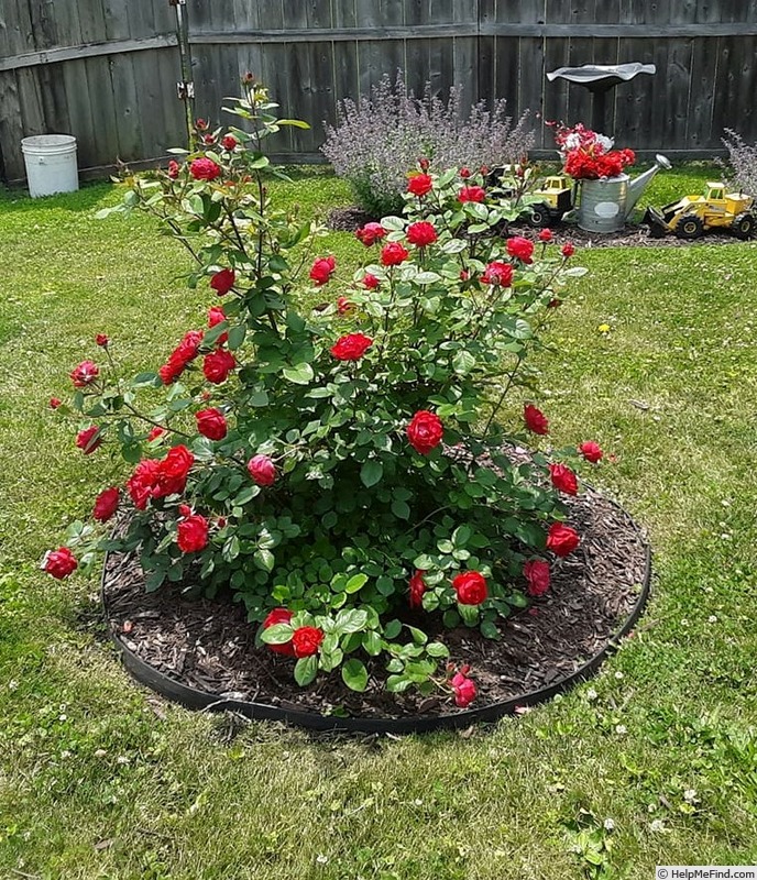 'Oso Easy Double Red' rose photo