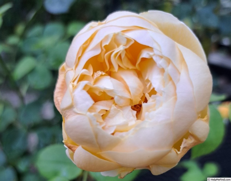 'Grace ® ™ (English Rose, Austin 2001)' rose photo