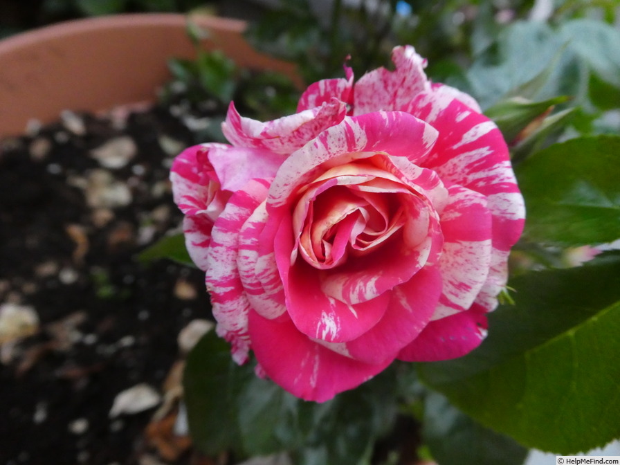 'Crazy Maya ®' rose photo