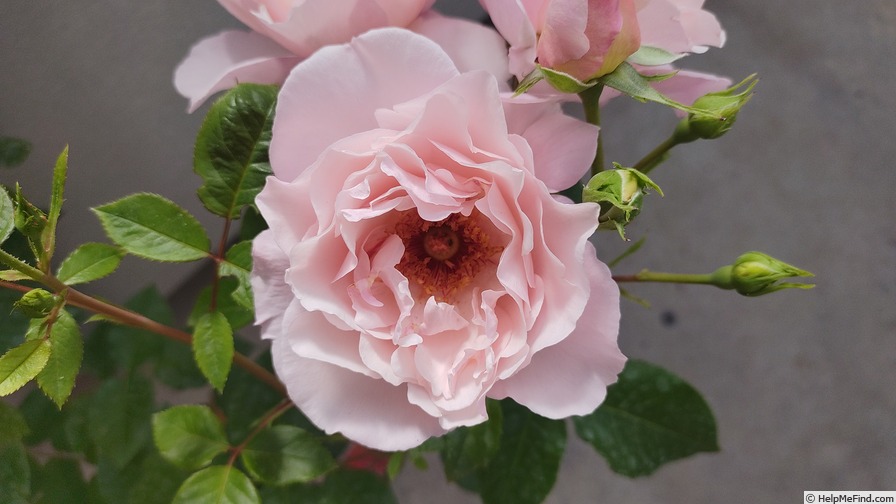 'Vogellisi' rose photo