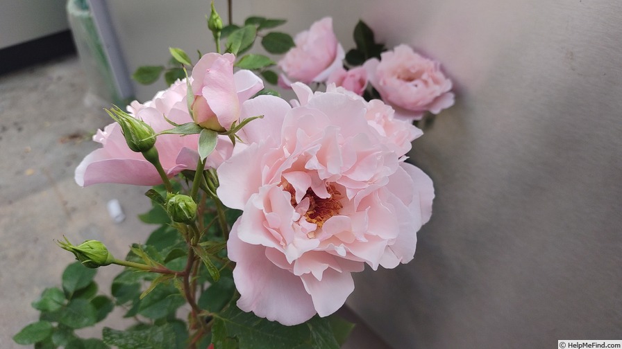 'Vogellisi' rose photo