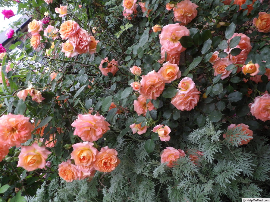 'Carnival Glass' rose, click to enlarge 'Carnival Glass' rose photo