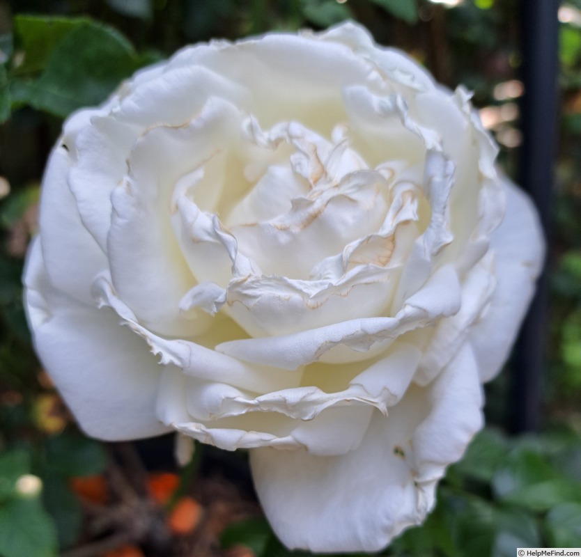 'Jeanne Coeur ®' rose photo