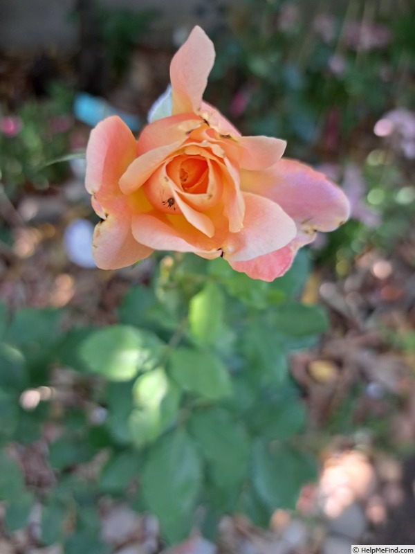 'Pierre Hermé ®' rose photo