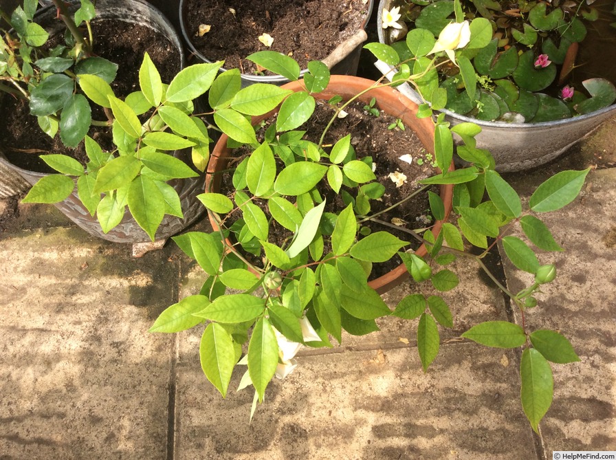 'Lady Roberts' rose photo