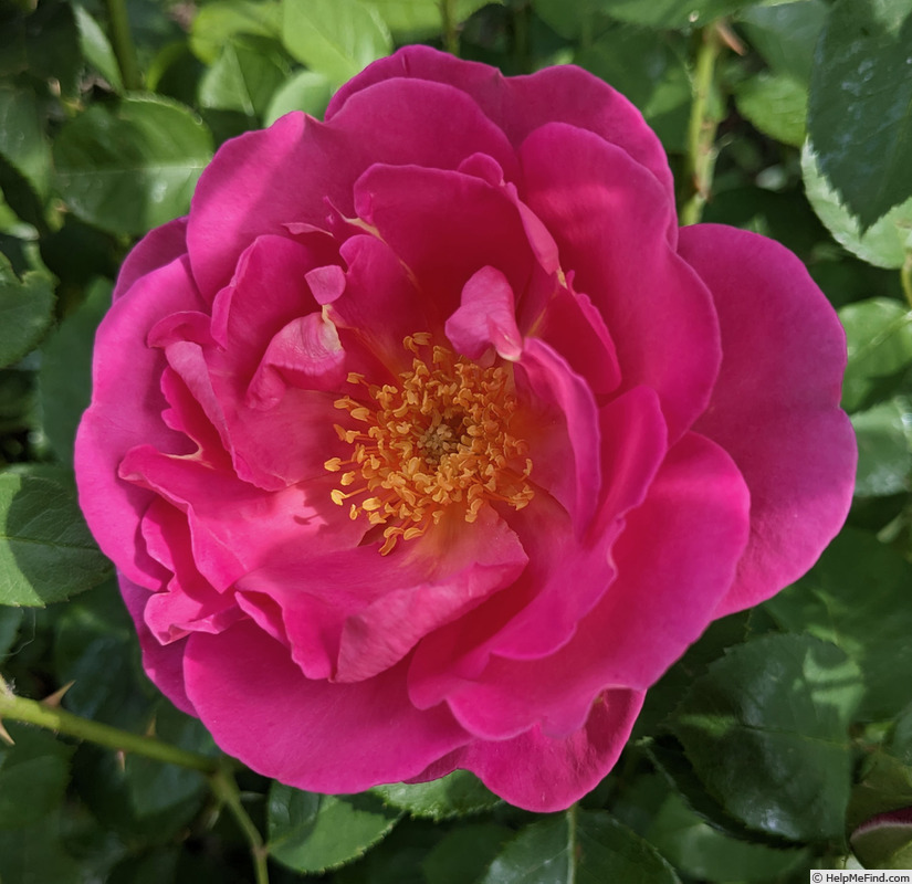 'Herbalist' rose photo