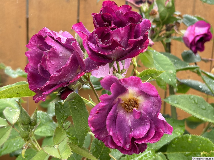 'Stormy Weather (LCl, Orard 2010)' rose photo