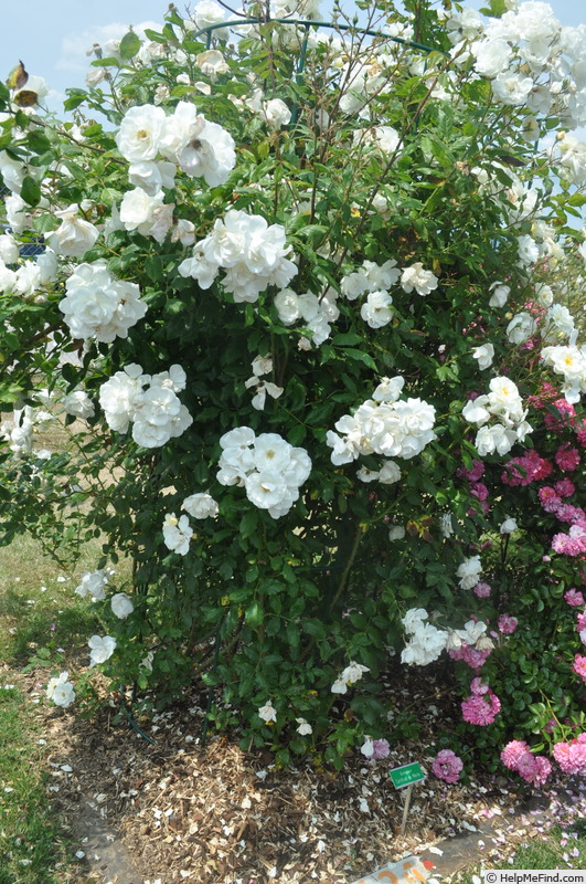 'Princesse Philomena ® Eveherlaine' rose photo