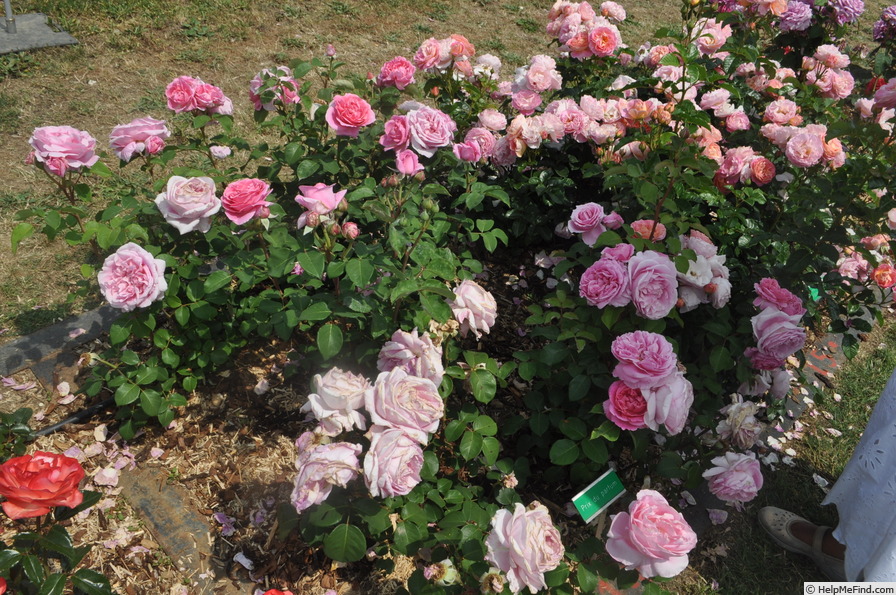 'BAR 8602' rose photo