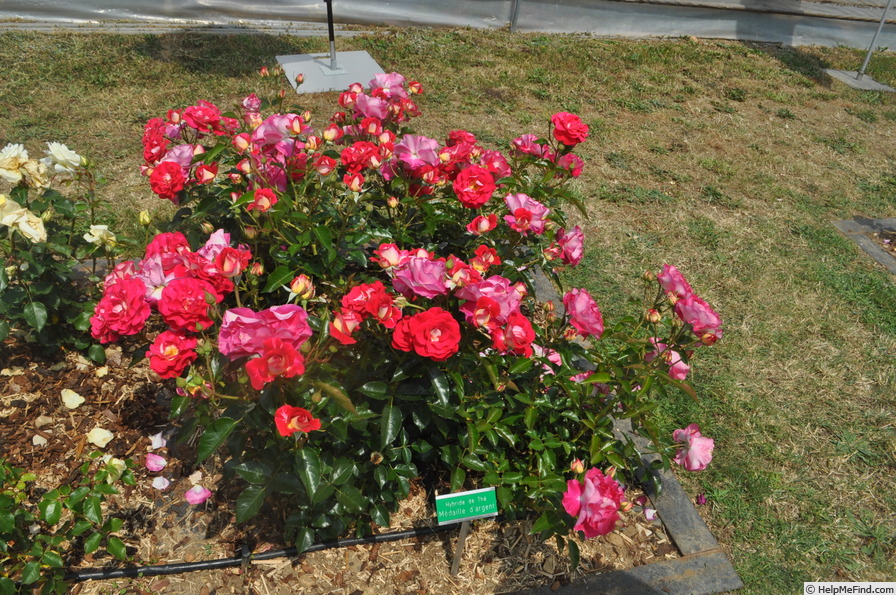 'SO-142' rose, click to enlarge 'SO-142' rose photo