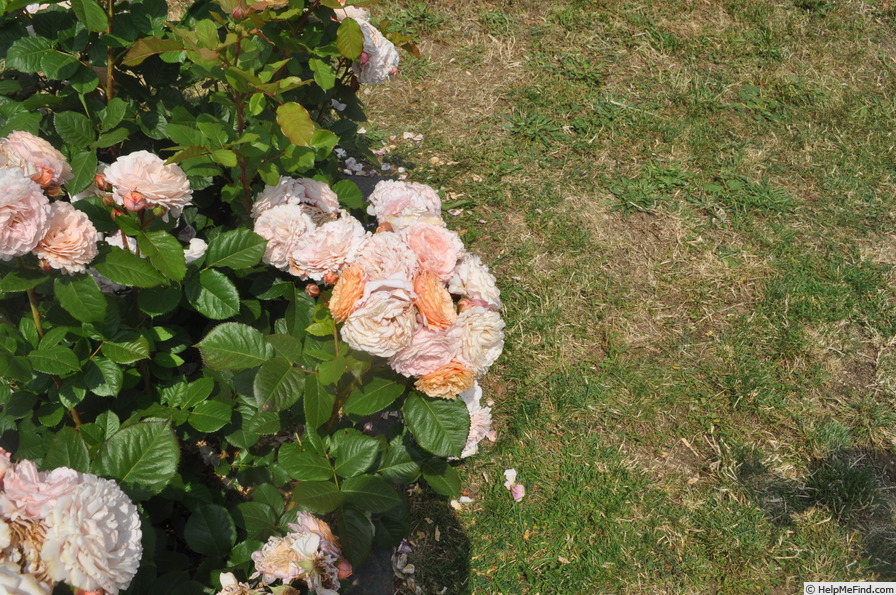 'Eveweelo' rose photo