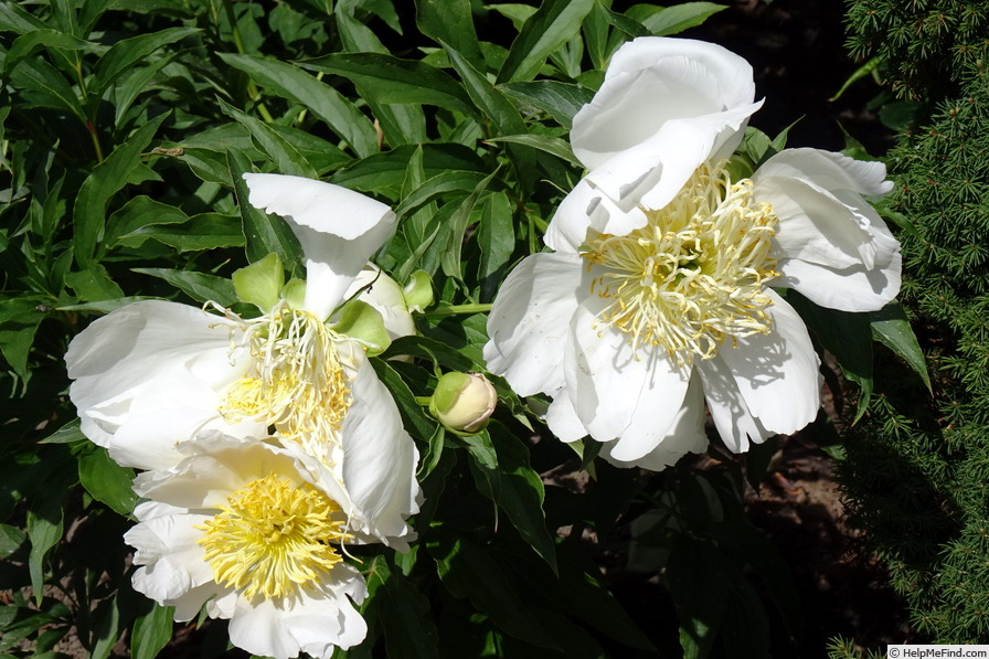 'Cheddar Charm' peony photo