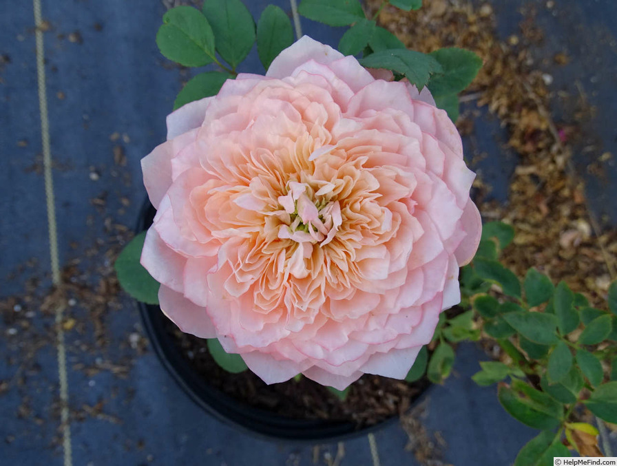 'Mikoto' rose photo