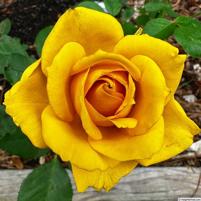 'Alex's Lemonade Stand' rose photo