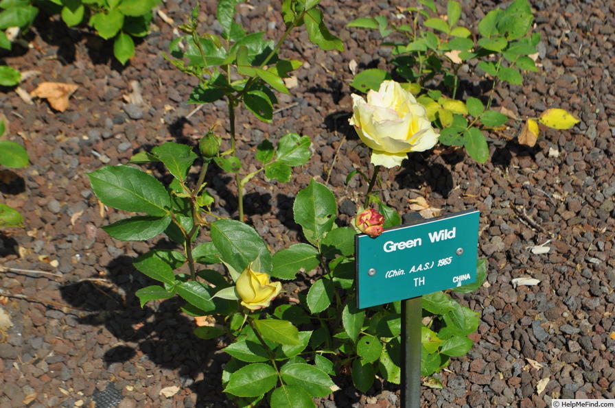 'Green Wild' rose photo