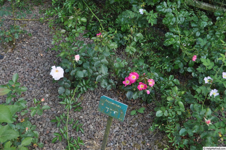 'Anniversary (floribunda, Matthews, 1997)' rose photo