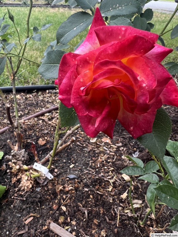 'Franziska' rose photo