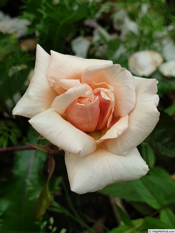 'Madame Léopold Marchesseau' rose photo