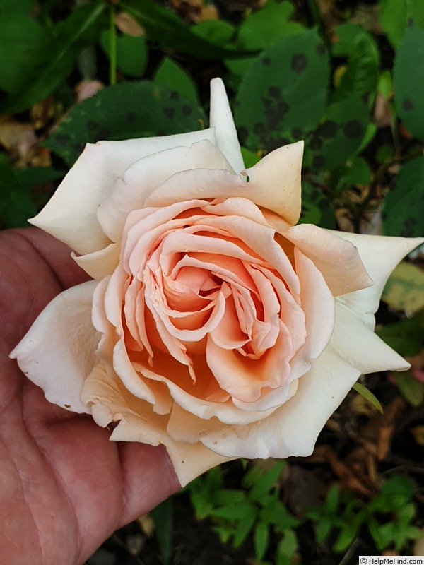 'Lise Palais' rose photo