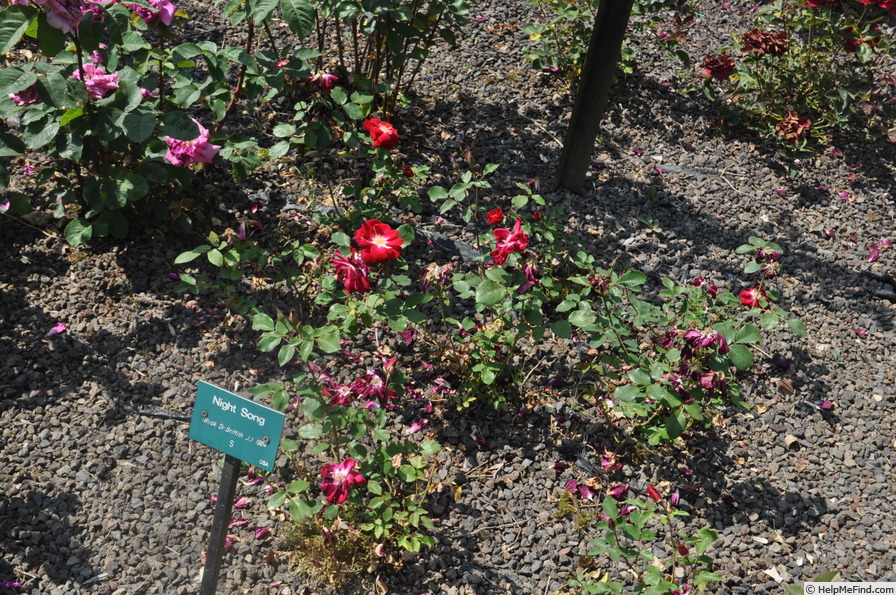 'Night Song' rose, click to enlarge 'Night Song' rose photo