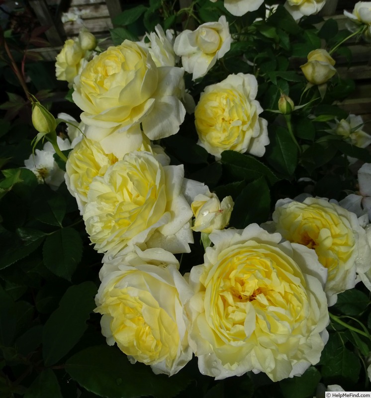 'Vanessa Bell' rose photo