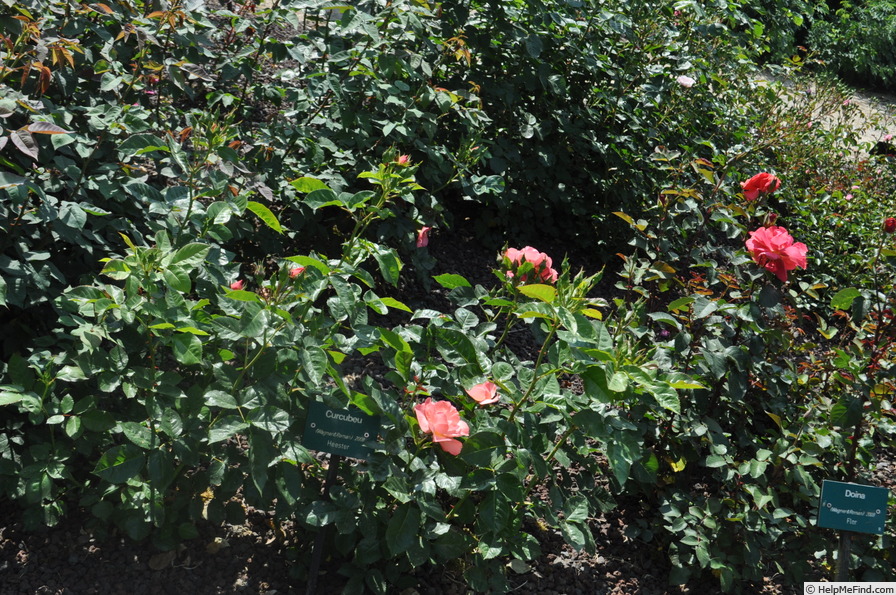 'Curcubeu' rose photo