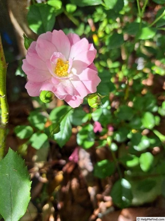 'Satina (patio, Evers/Tantau, 1992)' rose photo