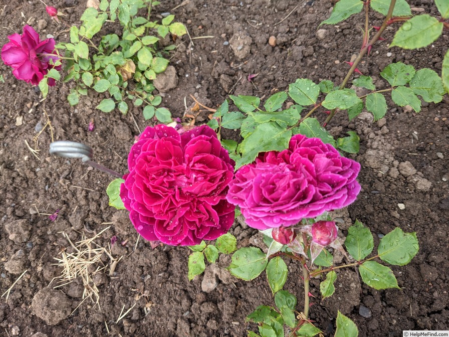 'Docteur Cazeneuve' rose photo