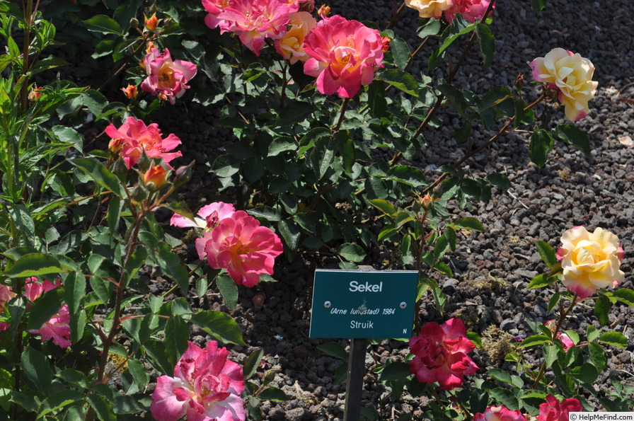 'Sekel' rose photo