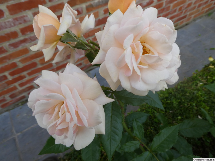 'Sweet Honey ® (floribunda, Kordes 2004/15)' rose photo