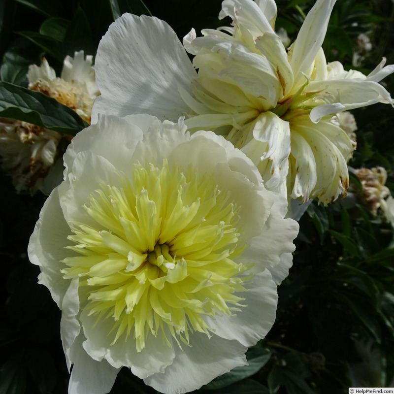 'Honey Gold' peony photo