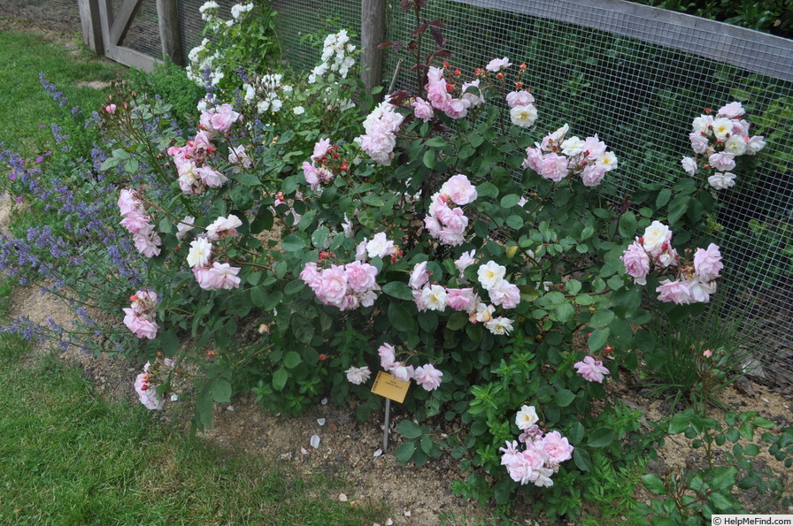 'Apricot Bells' rose photo