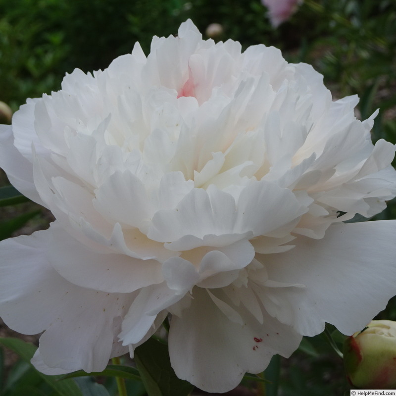 'Mademoiselle Leonie Calot' peony photo