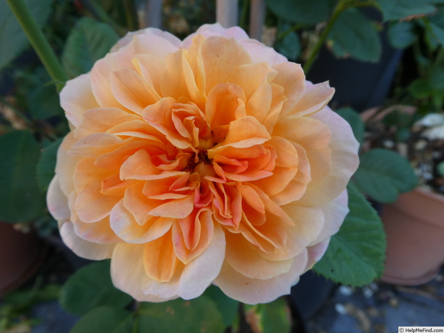 'The Impressionist ™ (shrub, Clements 2000)' rose photo