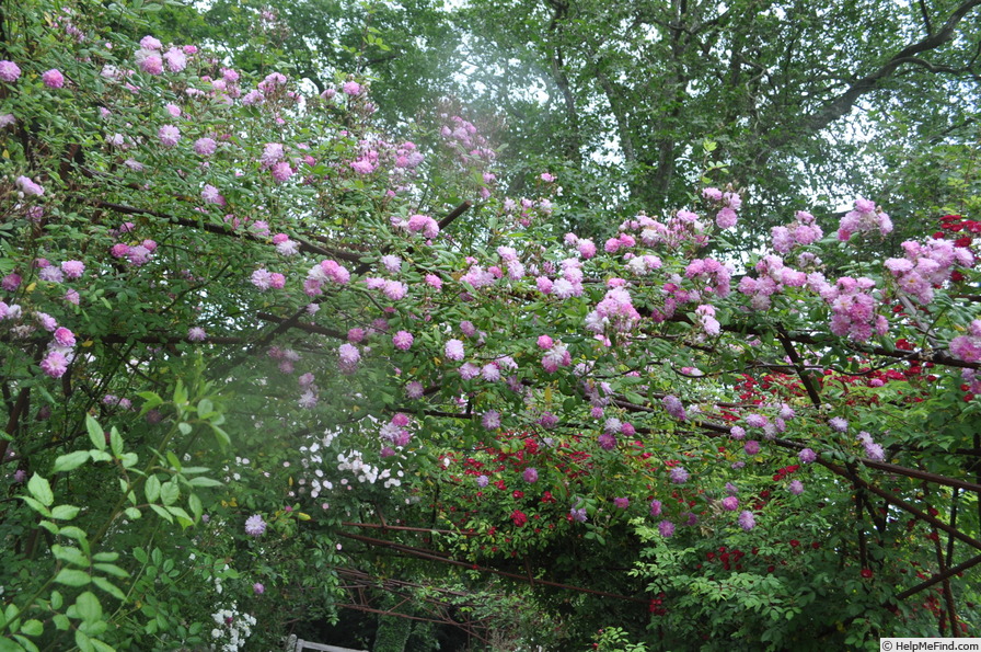 'Louis mon ami' rose photo