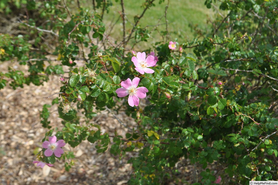 '<i>Rosa serafinii</i> Viviani' rose photo