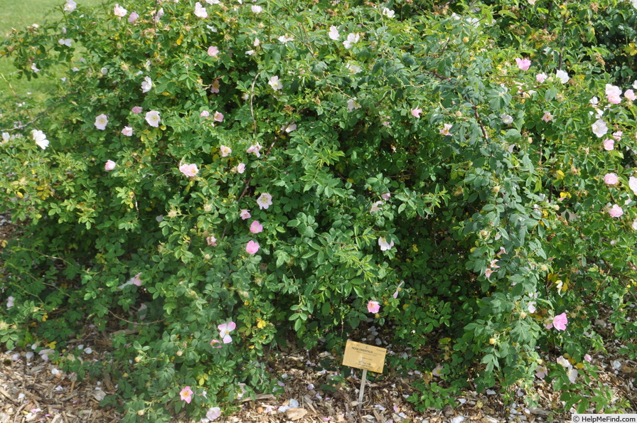 '<i>Rosa orientalis</i> Dupont ex Ser.' rose photo
