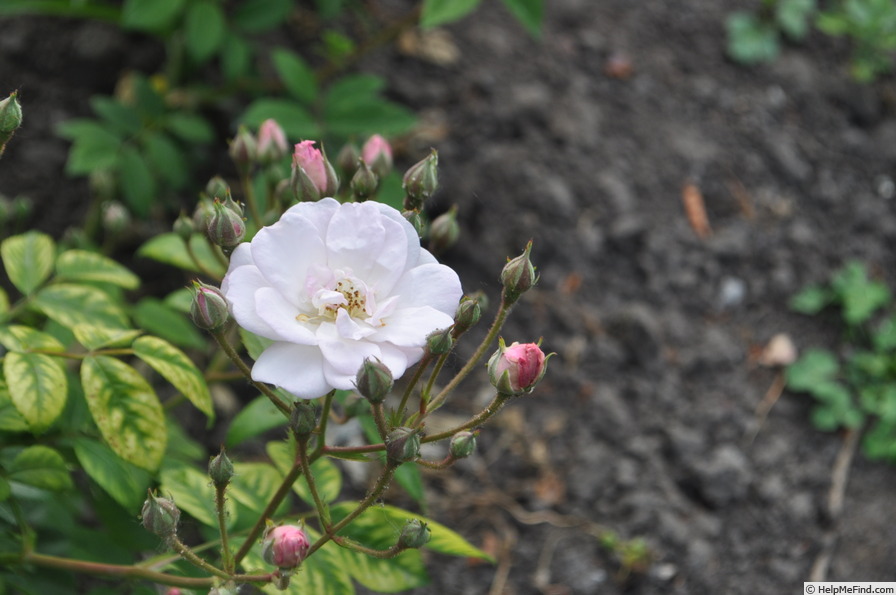 'Petite de Terre Franche' rose photo
