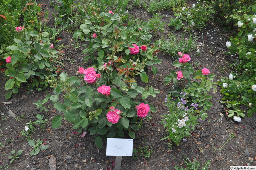 'Melrose (floribunda, RVS 1985)' rose photo