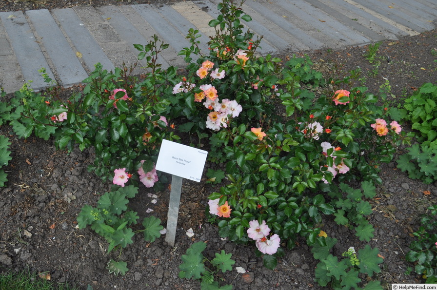 'Bee Proud' rose photo