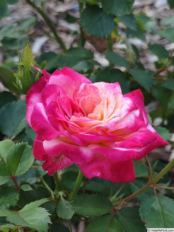 'True Bliss™' rose photo
