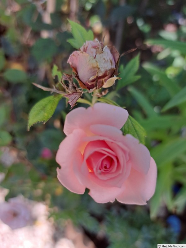 'Birthday Rose ® Bio' rose photo