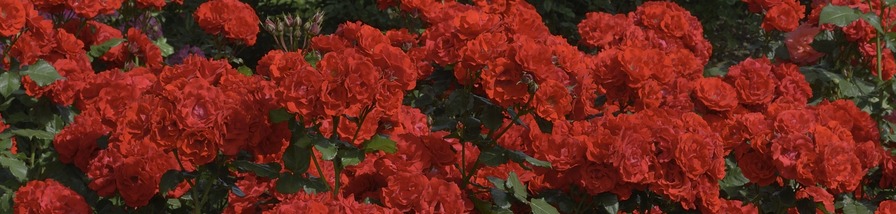 'Floranje' rose photo